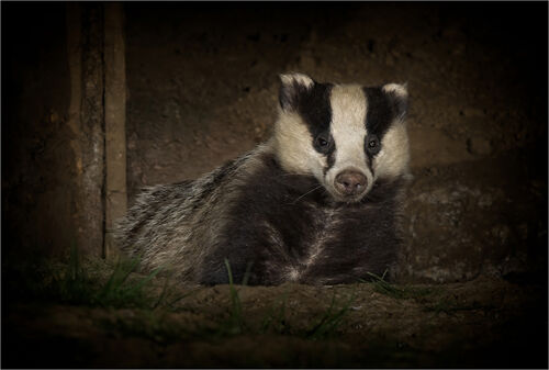 Pete Richardson Badger