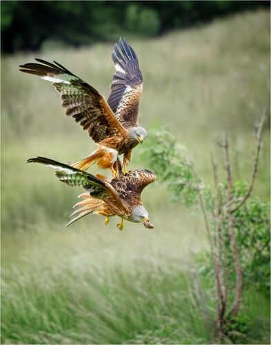 Pete Richardson Fighting For Lunch