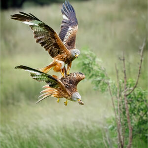 Pete Richardson Fighting For Lunch