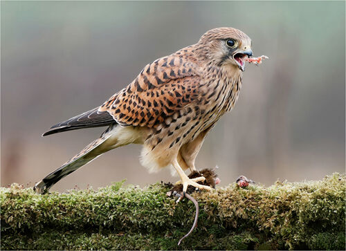 Pete Richardson Kestrel Feeding
