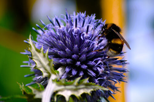 Rob Ward Busy Bee