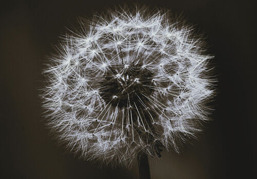 Rob Ward Gone To Seed