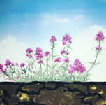 Valerian on Guernsey