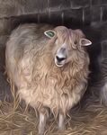 Syreford Sheep
