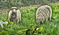 Syreford Sheep too