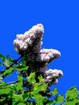 Lilac in Scotland