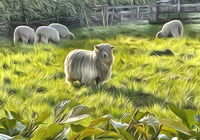 Sheep Field