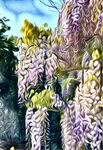 Wisteria