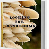 LOOKING FOR MUSHROOMS e-portfolio