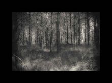 Forêt Intime-6