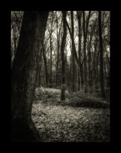 La Forêt Intime