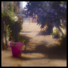 Plumbago