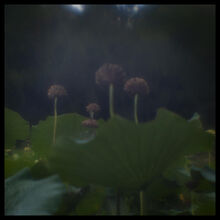 Mtp Lens-48