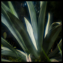 Jardin des plantes