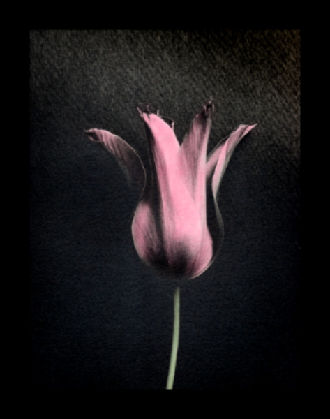 Hand-coloured / Colorée à la main