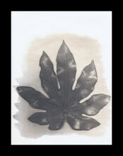 Palladium / Platine
