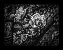 Black and White