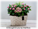 Mothers Day Pink Planted Basket £35
