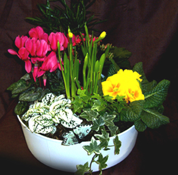 Planted Bowl: £33.00