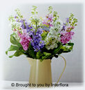 Sweet Stocks Jug £36