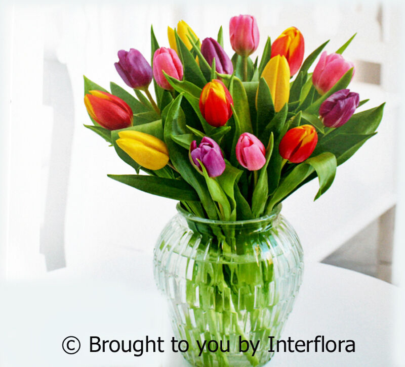 Tulip Vase: £35.00