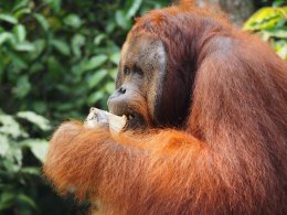Male Orangutan