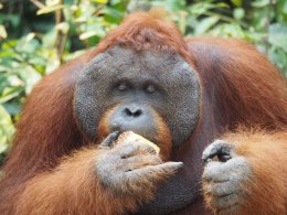 Male Orangutan eating jackfruit