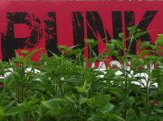 Punk