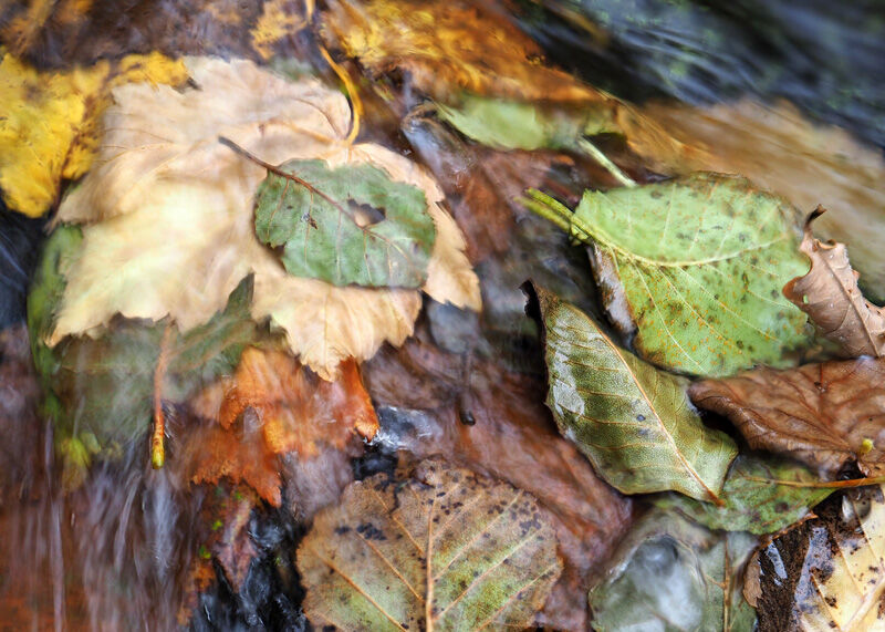 Autumn leaves in the flow