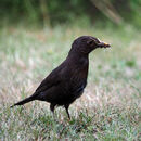 Foraging Blackbird
