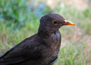 Blackbird
