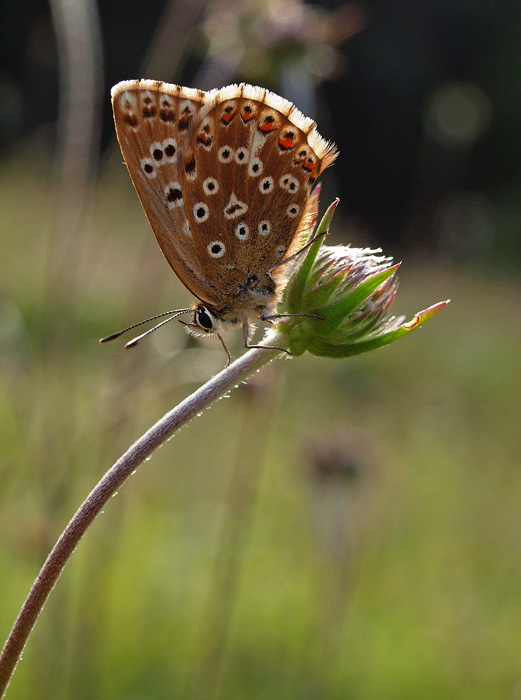 Chalkhill blue (female) on scabious