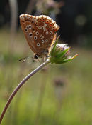 Chalkhill blue (female) on scabious