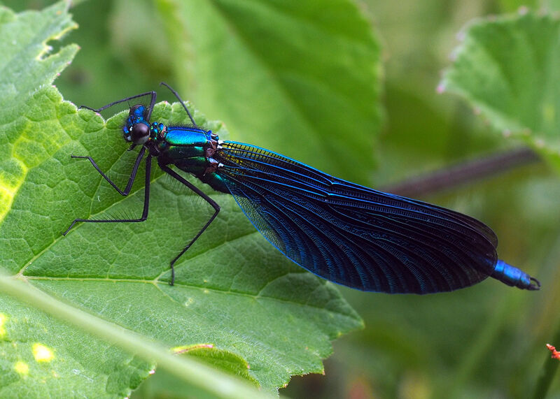Beautiful Demoiselle