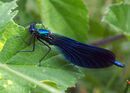 Beautiful Demoiselle