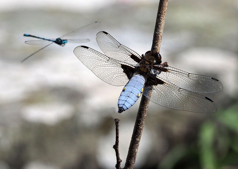 Broad Bodied Chaser (male) and Damsel Fly