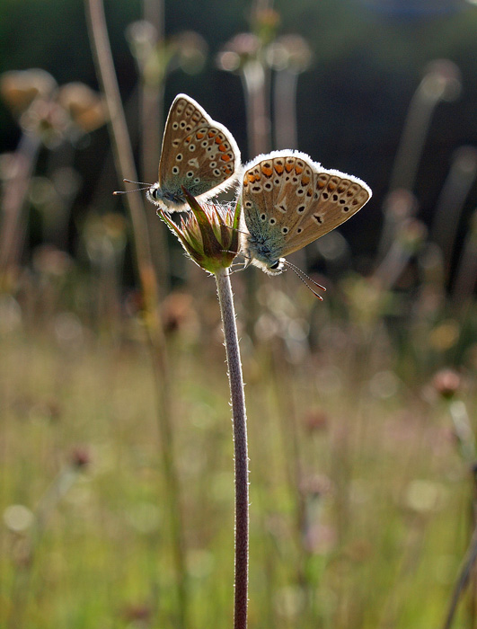 Blue butterflies on scabious