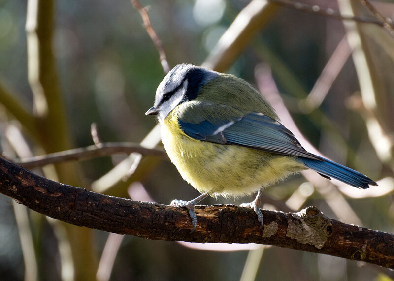 Blue Tit 1