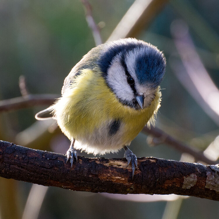 Blue Tit 2