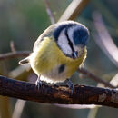 Blue Tit 2