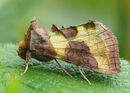 Burnished Bronze Moth