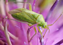 Capsid feeding on Knapweed