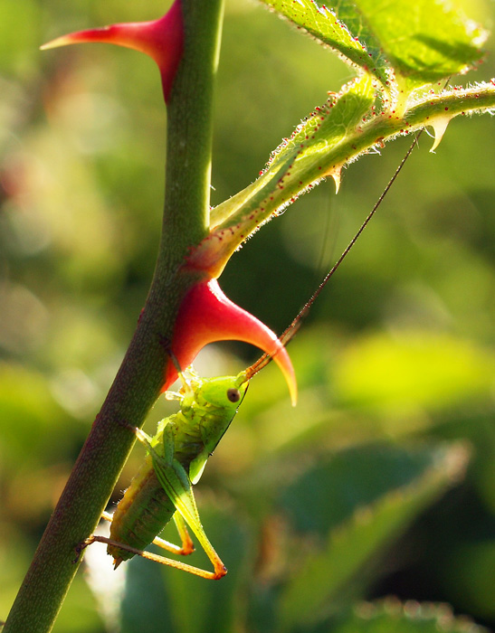 Conehead cricket nymph on wild rose