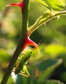Conehead cricket nymph on wild rose