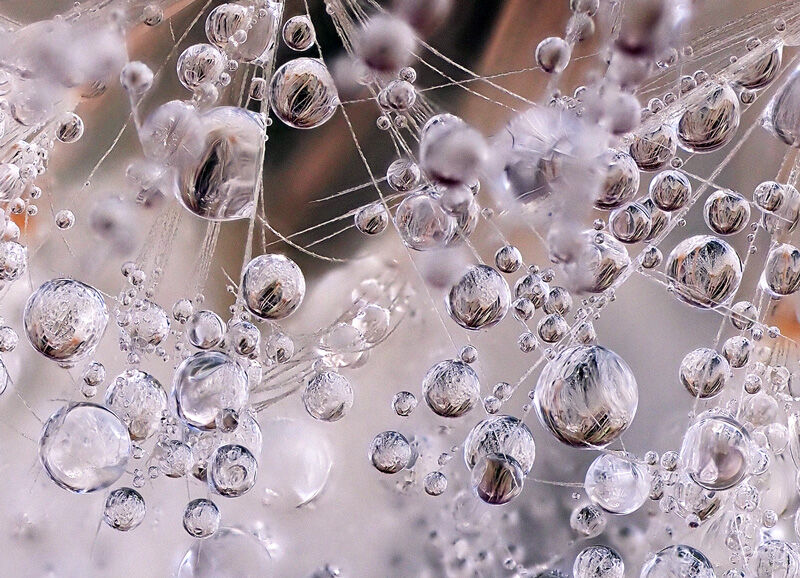 Dandelion droplets