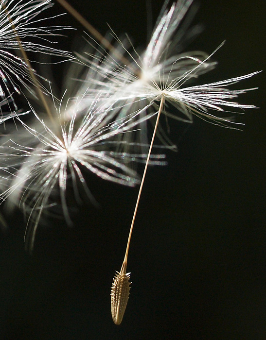 Dandelion seed