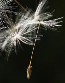 Dandelion seed