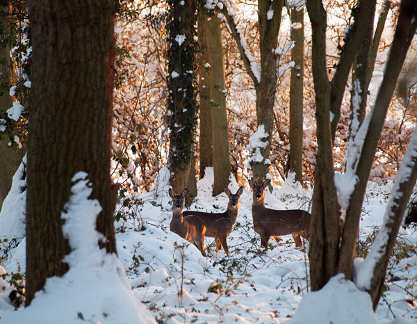 Roe Deer near Evenlode 1