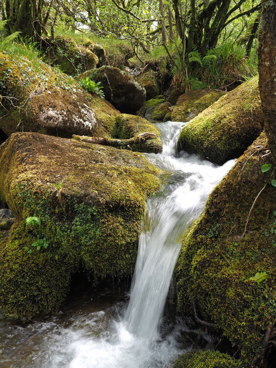 Dartmoor Stream