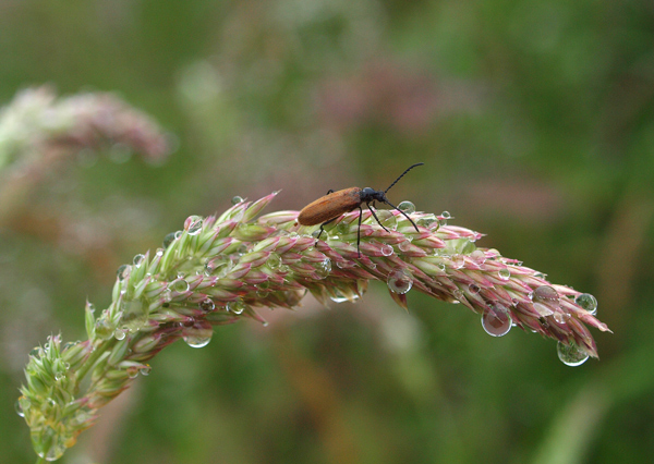 Beetle in the rain